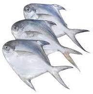 Silver Freshwater Pomfret Fish, For Food, Human Consumption