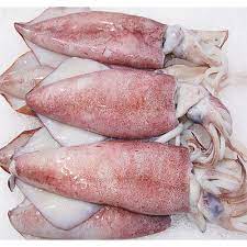 Frozen Squid Fish, Shelf Life : 1week