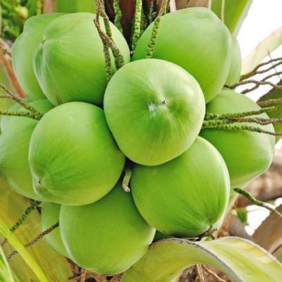 Green Hard Organic Tender Coconut