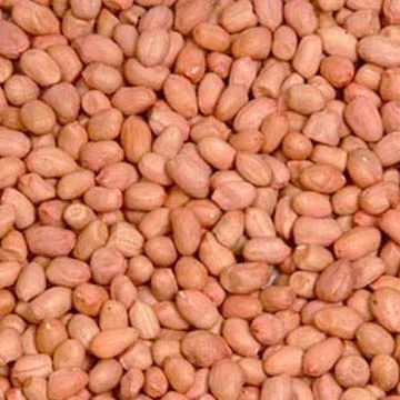 Natural 140/160 Java Groundnut Kernel, For Butter, Cooking Use, Making Oil, Packaging Size : 25kg