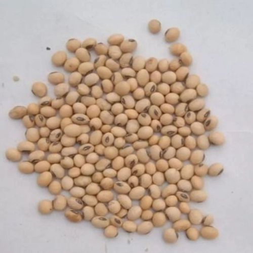 Nature Dry Soybean Seeds, For Cooking, Human Consumption, Certification : FSSAI Certified