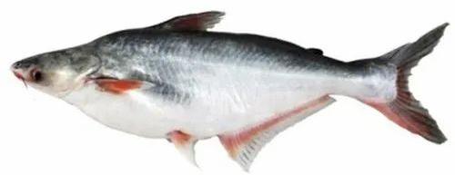 Pangasius Fish Seeds, Packaging Type : PP Bag