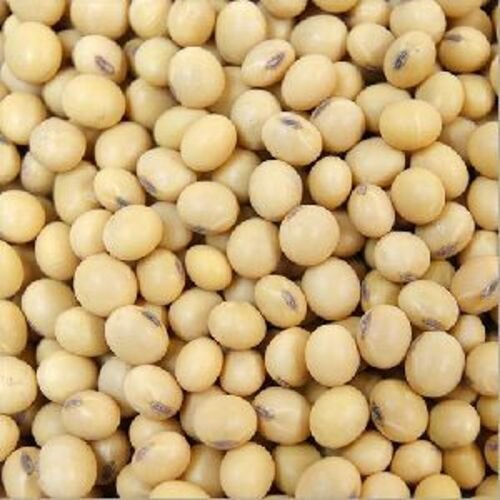 Nature Raw Soybean Seeds, Shelf Life : 6 Months