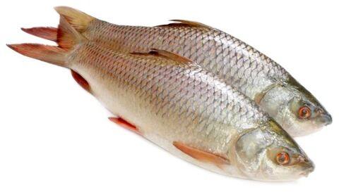 Fresh Rohu Fish, Packaging Type : Vacuum Pack