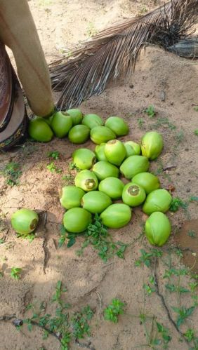 Trendy Coco's Tender Coconut, Feature : Eco Friendly, Long Life