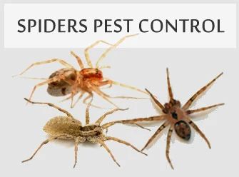 Spider Control Service