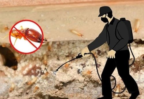 Termite Control Service