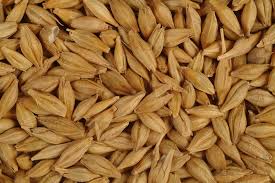 Natural Dried Barley (Hordeum Vulgare), For Breakfast Cereal, Style : Whole