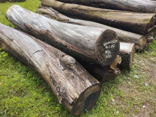 Acacia Wood Logs, For Making Furniture, Flooring, Kitchen Cabinets, Staires, Doors, Length : 5 Feet