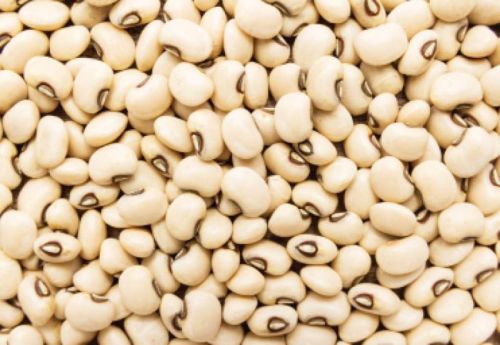 Lima Bean, Packaging Type : White for Snacks, Restaurant, Cooking