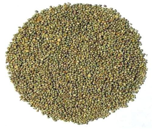 Green Bajra Seed, For Cooking, Cattle Feed, Variety : Dried