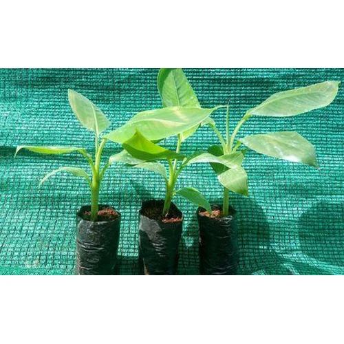 Green TCS-MUSA Banana Tissue Culture Plants, For Farming