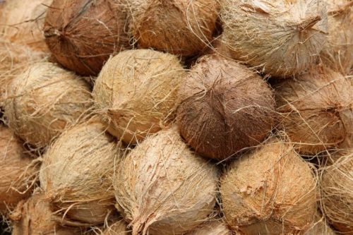 A Grade Solid Semi Husked Coconut, For Pooja, Medicines, Cooking, Packaging Type : Bag