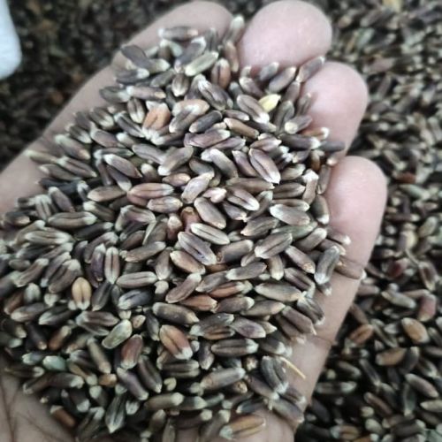 Organic Raw Black Wheat, Packaging Size : 50-100kg