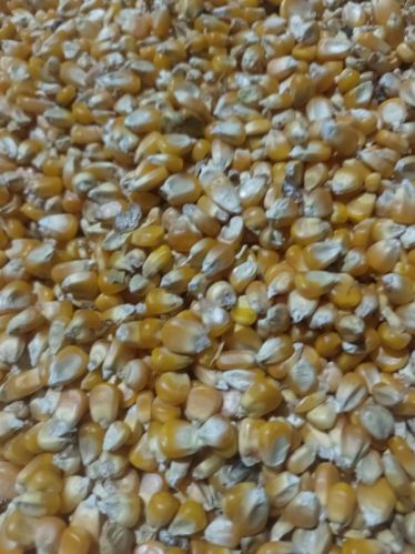 Organic Maize Starch, For Making Popcorn, Human Food, Cattle Feed, Animal Food, Packaging Type : Jute Bags