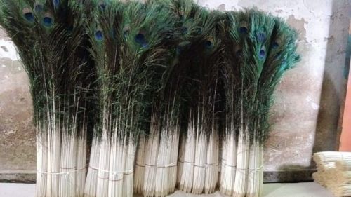 51050 Peacock Feathers, Length : 35-45