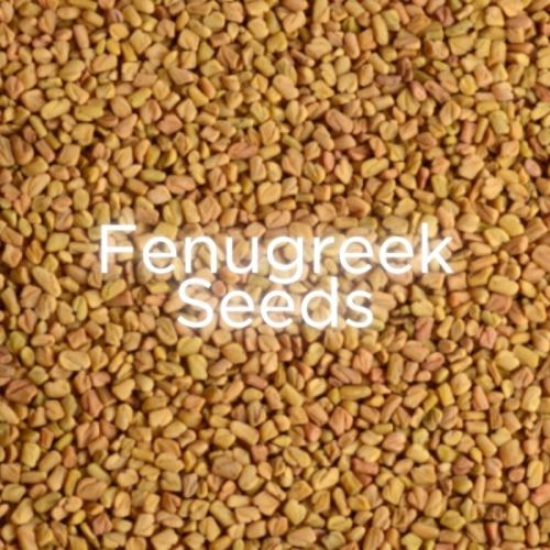 Natural Organic Fenugreek Seeds, For Spice, Shelf Life : 2 Years