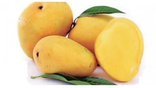 Yellow Natural Fresh Banganapalli Mango, For Juice Making, Taste : Sweet