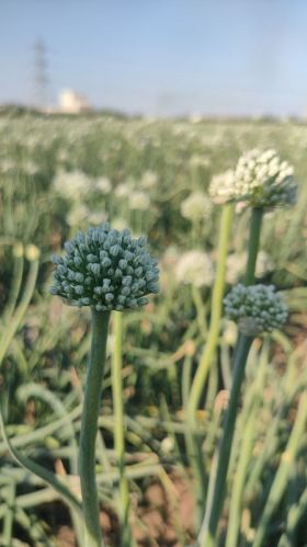 Onion Seeds, Botanical Name : Allium Cepa