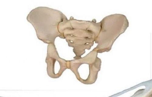 5 Year Old Child Pelvis 3D Anatomical Model