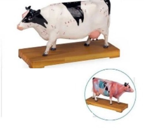 Acupuncture Cow 3D Anatomical Model, For School, Science Laboratory, Feature : Accurate Design, Crack Proof