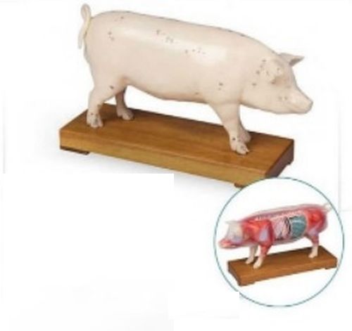 Acupuncture Pig 3D Anatomical Model, For School, Science Laboratory, Packaging Type : Corrugated Boxes