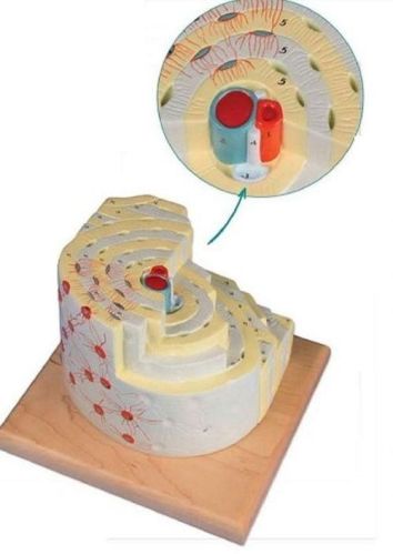 Bone Structure 3D Anatomical Model, For School, Science Laboratory, Feature : Accurate Design, Crack Proof