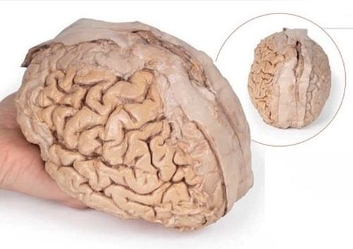 Brain Cerebrum 3D Anatomical Model, For School, Science Laboratory, Feature : Accurate Design, Crack Proof