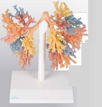 Bronchial Tree 3D Anatomical Model, For School, Science Laboratory, Feature : Accurate Design, Crack Proof