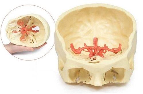 Circle Willis 3D Anatomical Model, For School, Science Laboratory, Feature : Accurate Design, Crack Proof