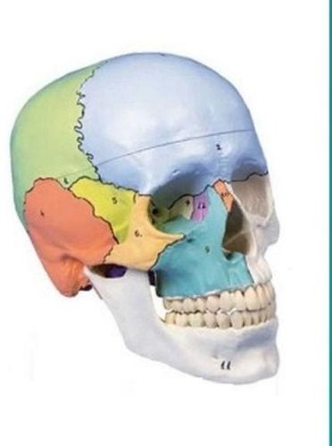 Didactical Painted Skull 3D Anatomical Model, For School, Science Laboratory, Feature : Accurate Design