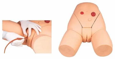 Female Catheterization Training Model