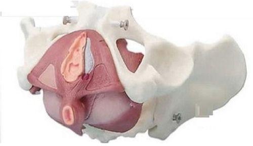 Female Pelvis With Pelvic Floor Musculature 3D Anatomical Model