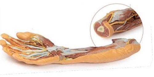 Forearm and Hand 3D Anatomical Model, For School, Science Laboratory, Feature : Accurate Design, Crack Proof