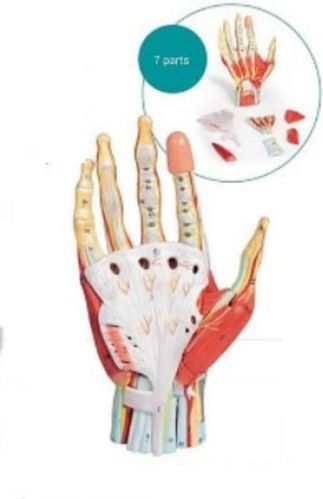 Hand Layer 3D Anatomical Model, For School, Science Laboratory, Feature : Accurate Design, Crack Proof