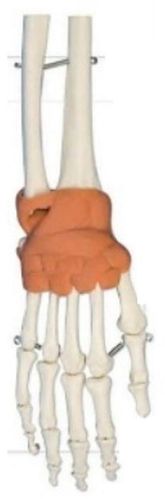 Hand With Ligaments Wrist Anatomical Model, For School, Science Laboratory, Packaging Type : Corrugated Boxes