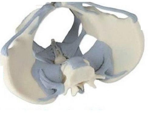 Ligamented Female Pelvis 3D Anatomical Model, For School, Science Laboratory, Feature : Accurate Design