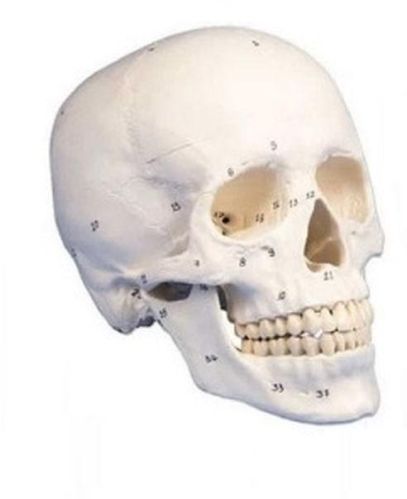 PVC Skull 3D Anatomical Model, For School, Science Laboratory, Feature : Accurate Design, Crack Proof