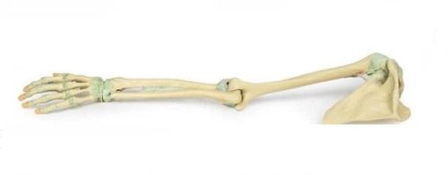 Upper Limb Ligaments 3D Anatomical Model, For School, Science Laboratory, Feature : Accurate Design