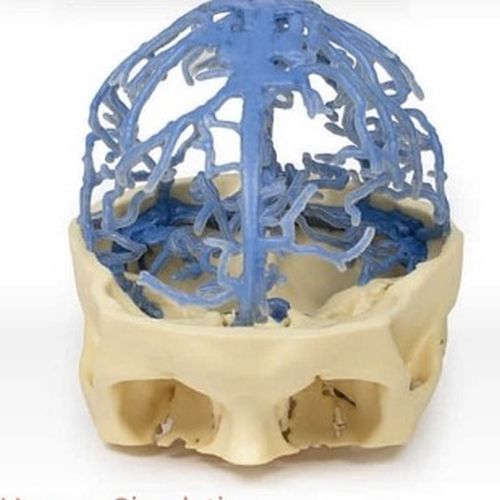 Venous Circulation 3D Anatomical Model, For School, Science Laboratory, Model Number : Human Body