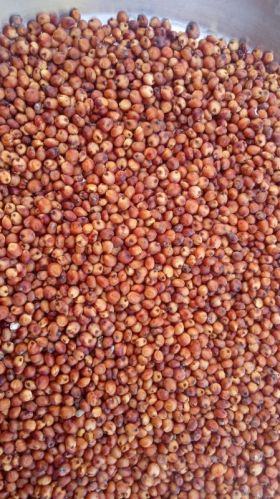 Common Natural Red Sorghum Millet, For Cooking, Cattle Feed, Style : Dried