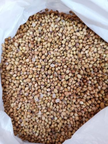 Raw Natural Whole Coriander Seeds, Grade Standard : Food Grade