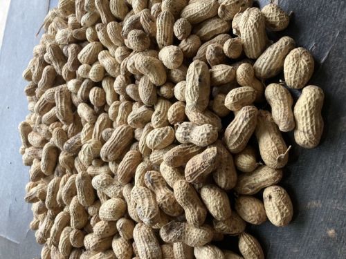 Selected Common Raw Groundnuts, For Big Size, Packaging Type : Plastic Packet