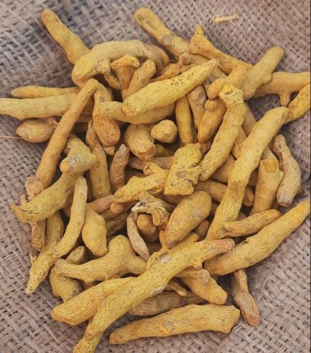 Yellow Natural Dried Raw Turmeric Finger, For Cooking, Medicine, Feature : Long Shelf Life