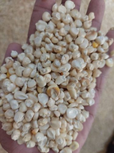 Yellow MAIZE / CORN / MAKKA, For Food Grade Powder, Cooking, Animal Feed, Style : Fresh, Dried