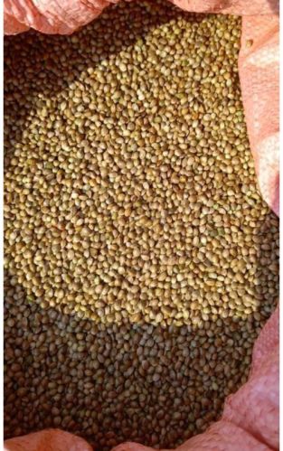 Solid Hemp Seeds, For Food, Oil Extraction, Packaging Size : 10-15kg, 15-20kg, 20-25kg, 5-10kg