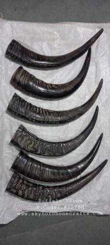 Natural Buffalo Horn, Color : Black Brow, Length : 5 Inch to 12 Inch