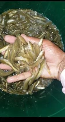 Soul Fish Seeds, Feature : Longer Shelf Life