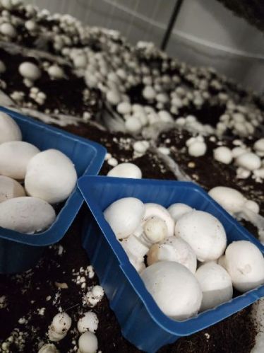 Button Mushroom, Packaging Size : Bag