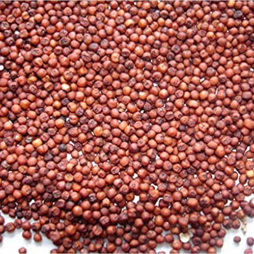 Red Natural Ragi Seeds, For Cooking, Packaging Size : 20 Kg, 25, Kg, 50kg